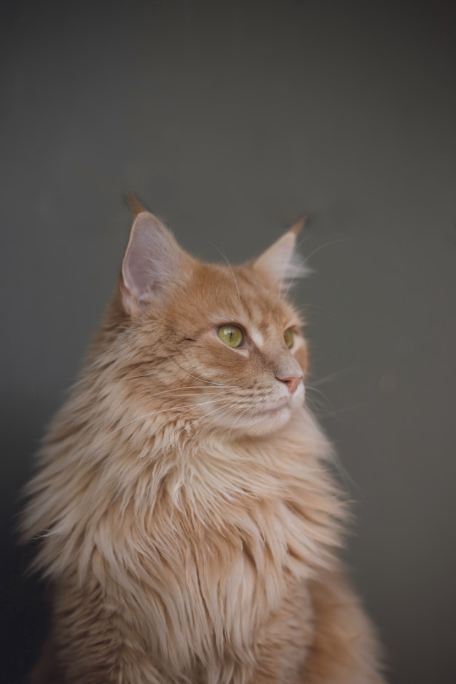 An image of a fluffy orange cat.