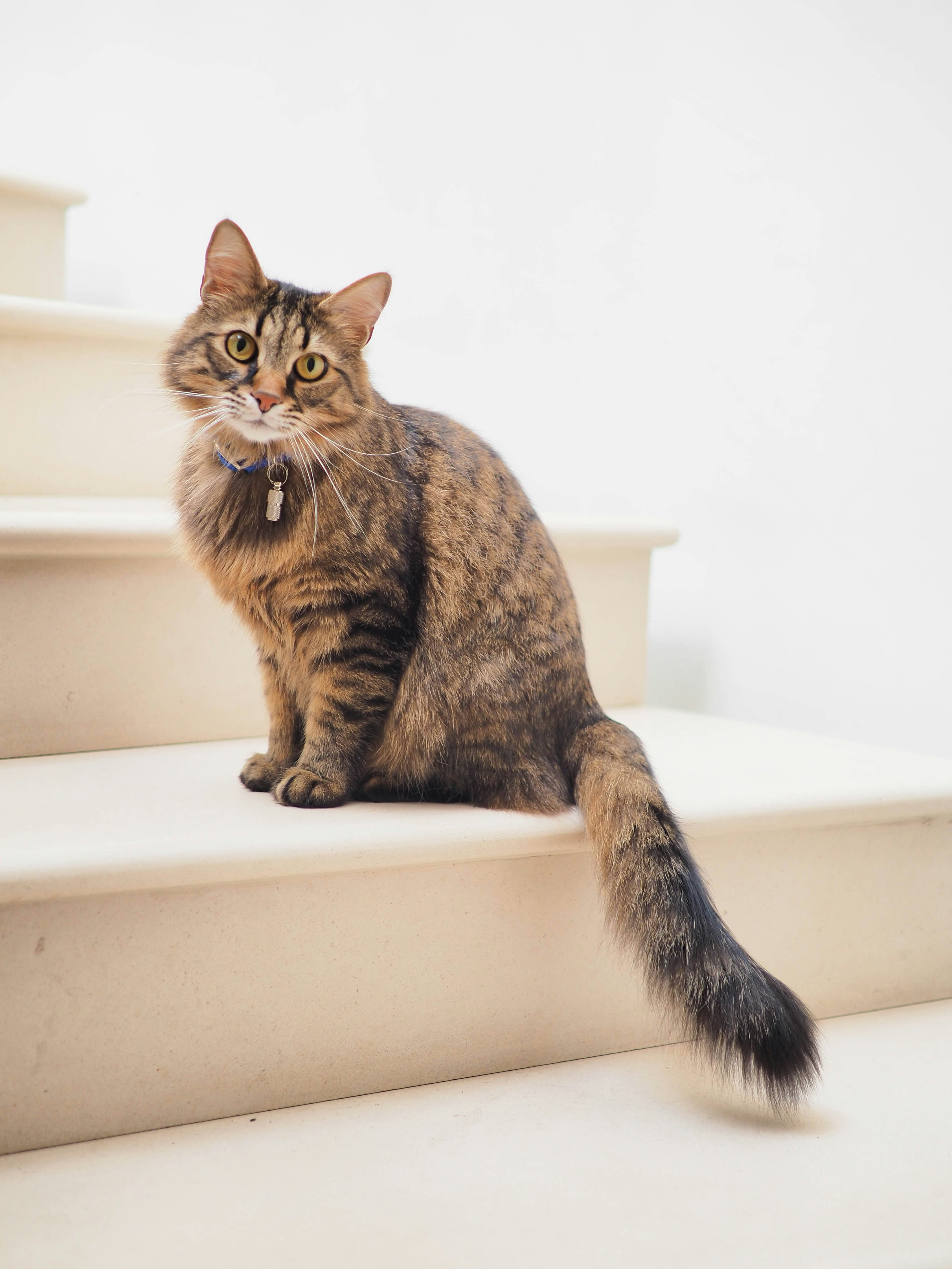 A brown tabby cat sitting on the stairs.